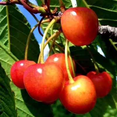 Черешня ФАТЕЖ в Волковыске