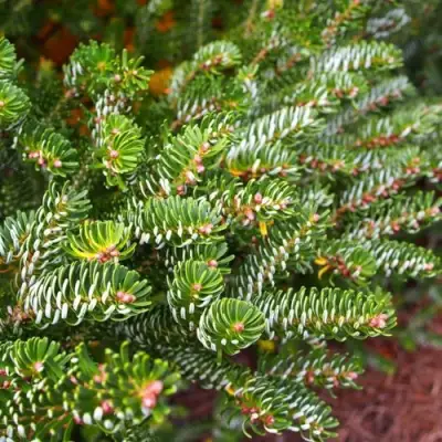 Пихта белая в Волковыске