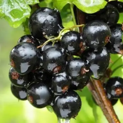 Смородина черная БЫЛИННАЯ (ВЕРНОСТЬ) в Волковыске