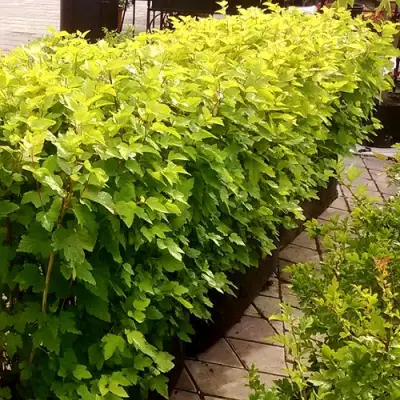 Комплект АНГЕЛ ГОЛД в Волковыске