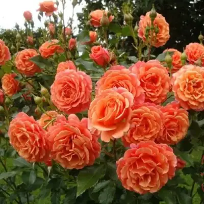 Роза БЕЛЬВЕДЕР шраб в Волковыске