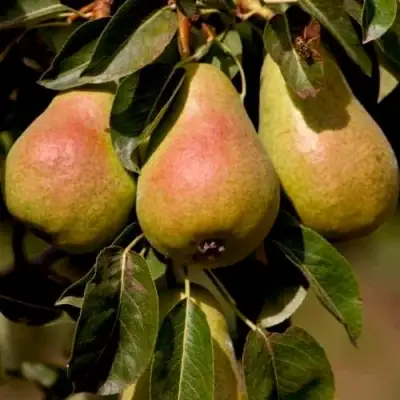 Груша РУССКАЯ КРАСАВИЦА (КРАСАВИЦА ЧЕРНЕНКО) в Волковыске