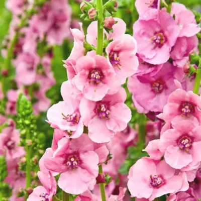 Коровяк ПИНК ДОМИНО гибридный (вербаскум) в Волковыске