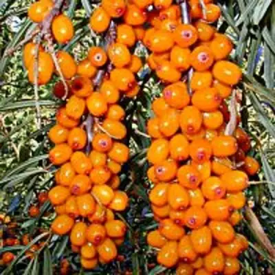 Облепиха СУДАРУШКА в Волковыске