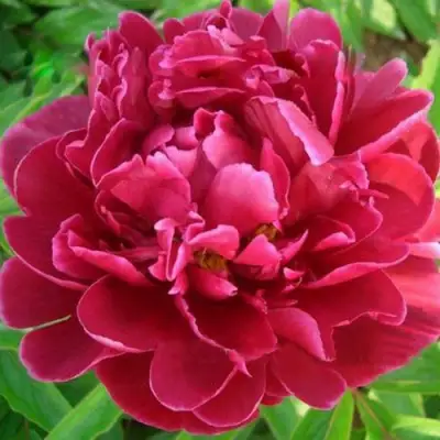 Пион КИТАЙСКИЙ ШЕЛК травянистый в Волковыске