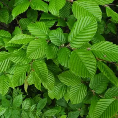 Граб  в Волковыске