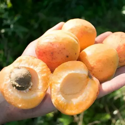 Абрикос ХАРГРАНД в Волковыске