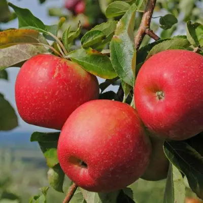 Яблоня ГАЛА МАСТ в Волковыске