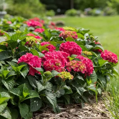 Гортензия ЭНДЛЕСС САММЕР ЛАВ крупнолистная в Волковыске