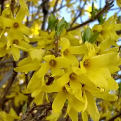 Форзиция ФОРЧУНА в Волковыске