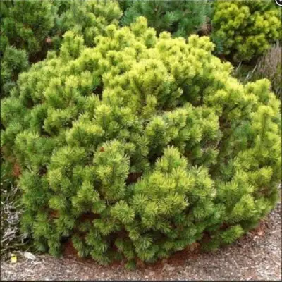 Ель ДАНС ДВАРФ обыкновення в Волковыске