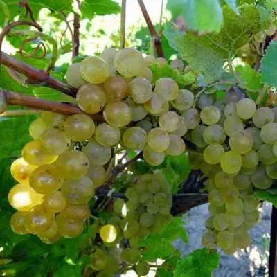 Виноград КРИСТАЛЛ в Волковыске