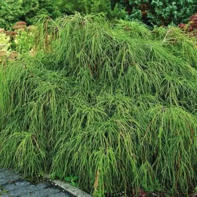 Кипарисовик ФИЛИФЕРА НАНА горохоплодный  в Волковыске