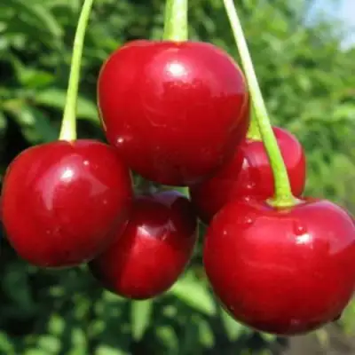 Дюк ПРЕВОСХОДНАЯ ВЕНЬЯМИНОВА в Волковыске