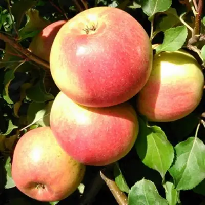 Яблоня ЭМБАССИ в Волковыске