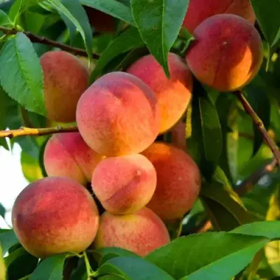 Персик ЗОЛОТОЙ ЮБИЛЕЙ в Волковыске