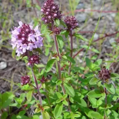 Тимьян яйцевидный в Волковыске
