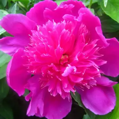 Пион РОЗОВЫЙ БУДДА травянистый в Волковыске