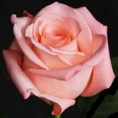 Роза АНГАЖЕМЕНТ чайно-гибридная в Волковыске