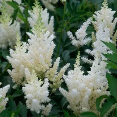 Астильба ХЭППИ ДЕЙ Арендса в Волковыске