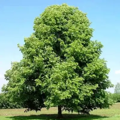 Липа мелколистная в Волковыске