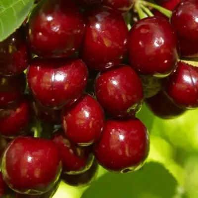 Черешня ВАЛЕРИЙ ЧКАЛОВ в Волковыске