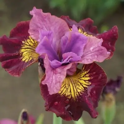 Ирис МИСС ЭППЛ сибирский в Волковыске