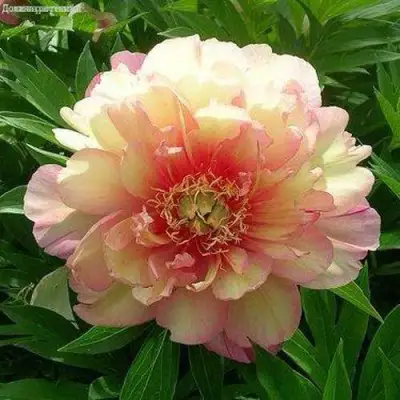 Пион ДЖУЛИЯ РОУЗ ито-гибрид в Волковыске