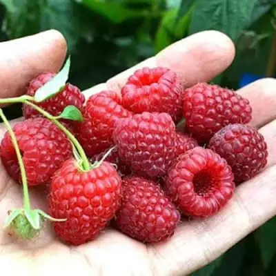 Малина ХИМБО-ТОП в Волковыске