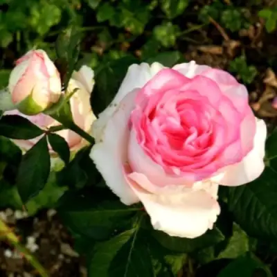 Роза ДОЛЬЧЕ ВИТА чайно-гибридная в Волковыске