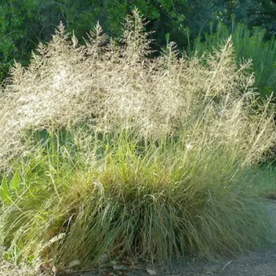 Каплесеменник воздушный в Волковыске