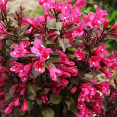 Вейгела БЛЭК РУБИ в Волковыске