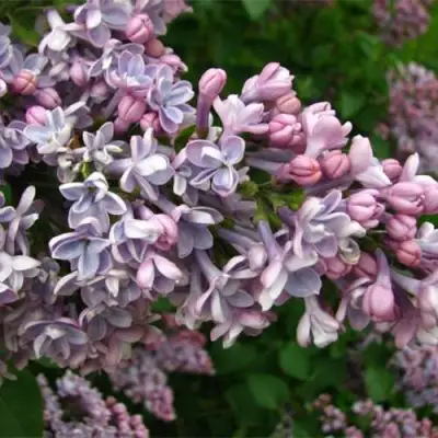 Сирень КОНДОРСЕ в Волковыске