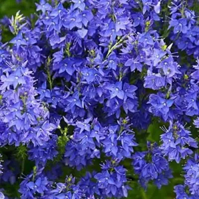 Вероника РОЯЛ БЛЮ большая в Волковыске