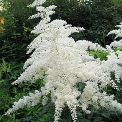 Астильба БРАУТШЛЕЙЕР Арендса в Волковыске