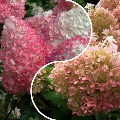 Комплект МАЛИНОВЫЙ ЗАКАТ в Волковыске