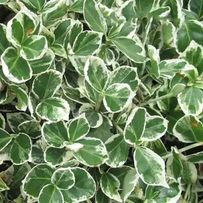 Бересклет ЭМЕРАЛЬД ГАИТИ форчуна  в Волковыске