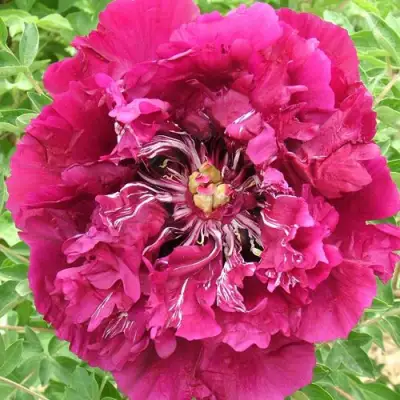 Пион ПУРПУРНЫЙ ОКЕАН древовидный в Волковыске