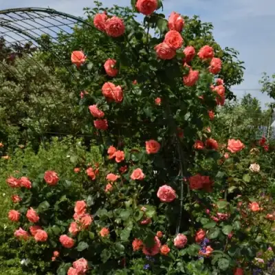 Роза ДИ ДИ БРИДЖУОТЕР плетистая в Волковыске