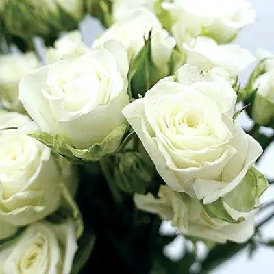 Роза СНОУФЛЕЙК спрей в Волковыске