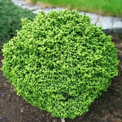 Ель ЛИТЛ ДЖЕМ обыкновенная в Волковыске