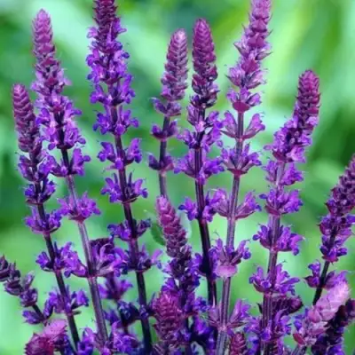 Шалфей КАРАДОНА в Волковыске