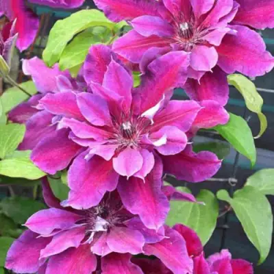 Клематис МАЙ БЬЮТИ в Волковыске