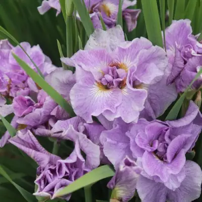 Ирис ХЭВИНГ ФАН сибирский в Волковыске