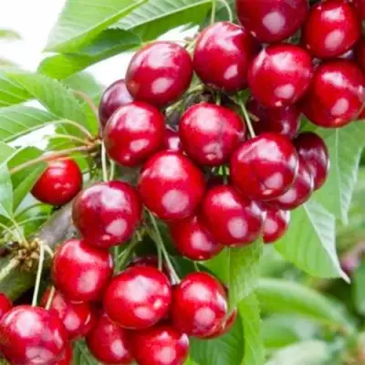 Вишня МАЛЮТКА колонновидная в Волковыске