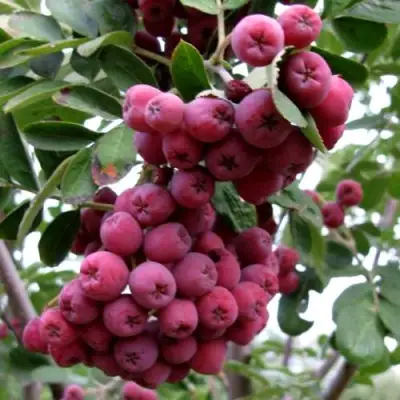 Рябина ТИТАН сладкоплодная  в Волковыске