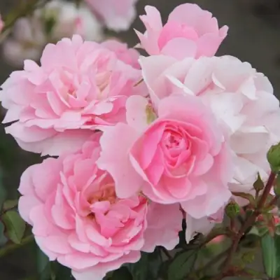 Роза БОНИКА флорибунда в Волковыске