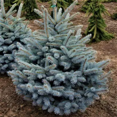 Ель МИСТИ БЛЮ голубая в Волковыске