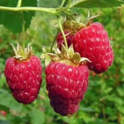 Малина ГОРДОСТЬ РОССИИ в Волковыске