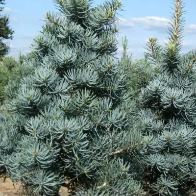 Пихта КОНКОЛОР в Волковыске